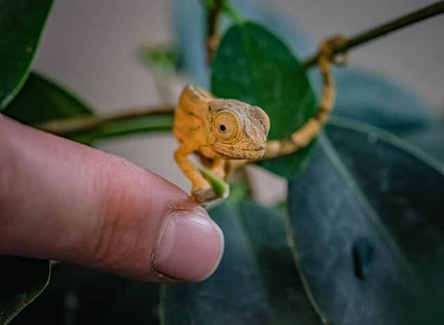 Reptile experts at Chester Zoo have become the first in the UK to breed rare Parson's chameleons