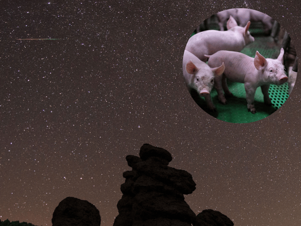 The digestive problems of pigs may have solved a Mars meteorite mystery