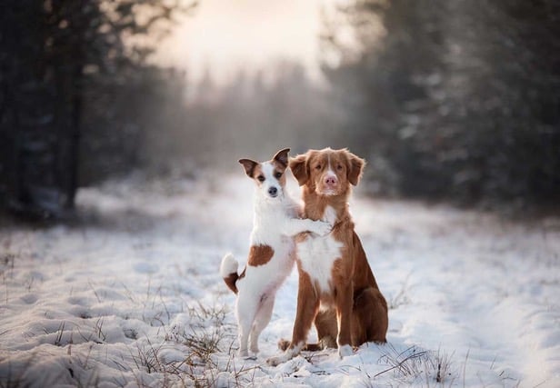 <p>Here’s how you can keep your beloved pet pooch warm and healthy during winter. </p>