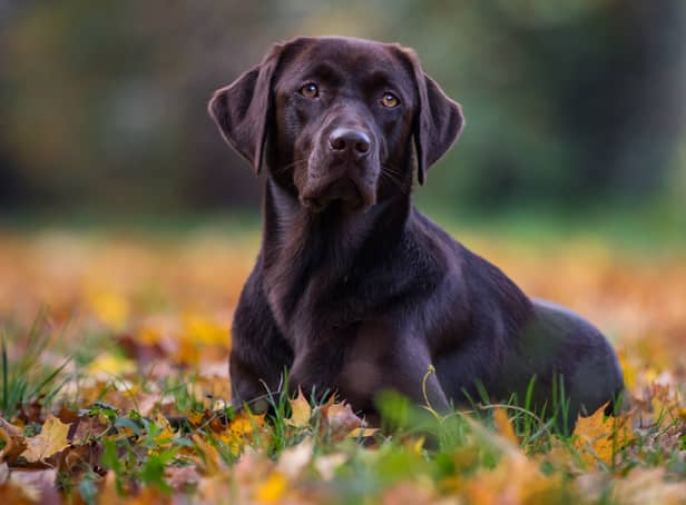 <p>Labradors are one of the most stolen pets in the UK</p>