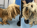 A dog has received the ultimate transformation after the RSPCA stepped in to help