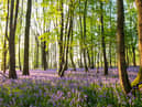 Bluebells (Hyacinthoides non-scripta) in beech woods at dawn, Sussex, England