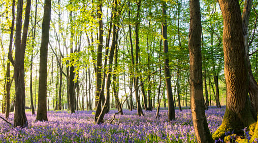 Bluebells (Hyacinthoides non-scripta) in beech woods at dawn, Sussex, England