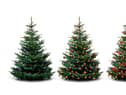 Eco-friendly ways to dispose of your Christmas tree (photo: Shutterstock)