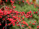 Cotoneater could land keen gardeners a £2,500 fine. Credit: Pixabay