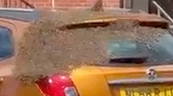  A three-day-old car was swarmed by thousands of bees, leaving its owner stunned. (SWNS)