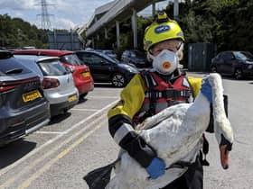The RSPCA has returned a female swan to be with her partner and cygnets after she was treated for wing injuries following an attack by two teenagers who were seen stabbing her with sticks.