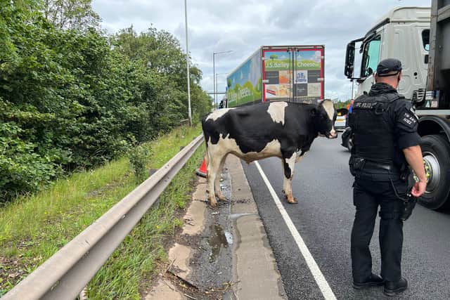 The road was closed for nearly two hours while the animals were moved to safety