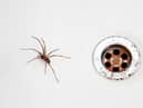 Spider season is upon us - here’s how to prevent them from entering your home. (Getty Images)