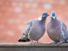 Two pigeons were found dead with swastikas carved on their chests in a riverside town in Cambridgeshire - Credit: Adobe