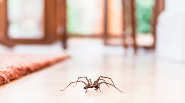 Thousands of creepy-crawlies are set to invade UK homes as spider mating season begins in September. 