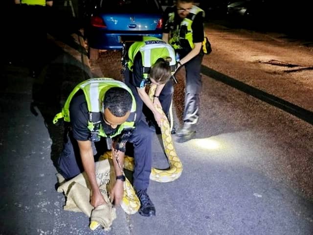 Cops received a call from a member of the public that a 12 foot yellow python was slithering on Harwood Street, West Bromwich.  