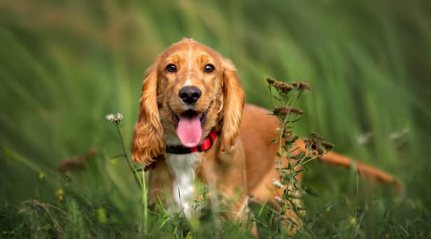 Cocker spaniels have been named the most expensive pet to own in 2023
