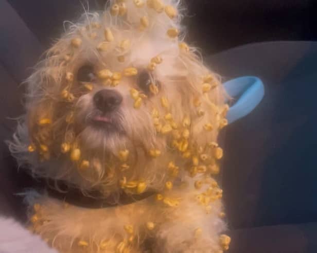 Heather's 2-year-old Zuchon, Crumpet covered in Sugar Puffs. A video shows a woman's hilarious reaction to her dog getting sugar puff cereal stuck in her fur. 