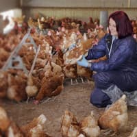 The veterinary practice continuing to shape poultry veterinary medicine after 30 years
