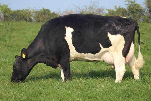 Inch Pinnacle Daphne BF EX90 - the number one Friesian PLI  cow in the UK (Dec 2019). Her bull sister Inch Pinnacle Daphne 5 EX90 is the number 13 PLI cow in the UK, and dam of Inch Character (Lot 4) who will come under the hammer at Dungannon on February 6th.