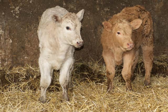 Calves recently born