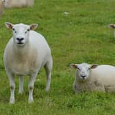 A well-managed early lambing flock with clearly defined targets, can perform at a high level