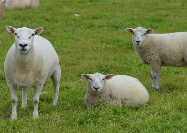 A well-managed early lambing flock with clearly defined targets, can perform at a high level