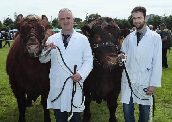 The Elliott family and their Saler cattle is a common sight at Omagh Show