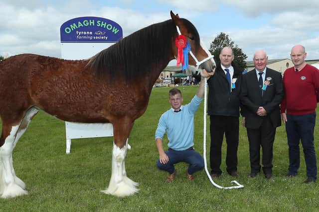 Reserve champion in the agricultural horses in 2019 was David Patterson Garvagh receiving his prize from sponsors Gerard and Colm Broderick