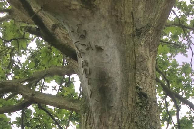 Oak processionary moth webbed nest on the boughs of an oak tree in Richmond Park London (by S. Hamilton, DAERA Plant Health Inspection)