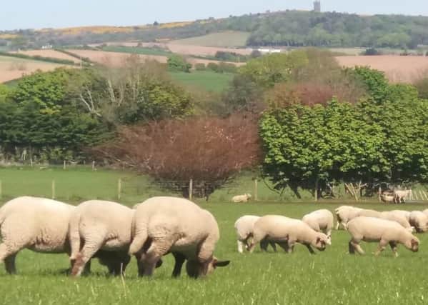 Hampshire Down crossbred lambs grazing near Comber, Co.Down.