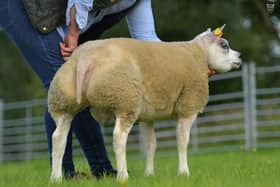 Ardstewart Flash Harry has been snapped up in a private deal by young Rafe Cartman who runs the Atherton Beltex flock in North Skipton.