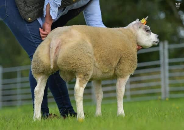 Ardstewart Flash Harry has been snapped up in a private deal by young Rafe Cartman who runs the Atherton Beltex flock in North Skipton.