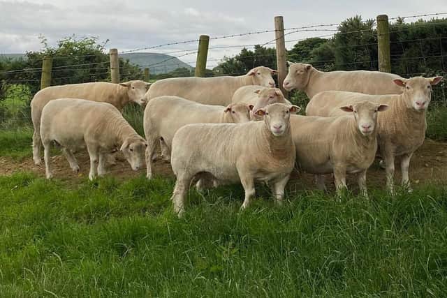 A selection of the pedigree ewes at Whitehill