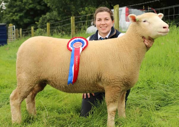 Amy McConnell with her Dorset champion at the 2017 Randox Antrim Show. Picture: Julie Loughery