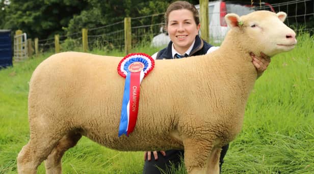 Amy McConnell with her Dorset champion at the 2017 Randox Antrim Show. Picture: Julie Loughery