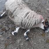 Livestock worrying attack in the Mournes