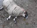 Livestock worrying attack in the Mournes