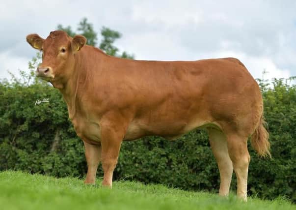 Coming from the best genetics the herd has to offer, Trueman Ora has been running with Telfers Munster and will be scanned before the sale.