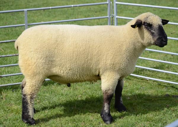 Hampshire Down shearling rams averaged £413 at Ballymena Livestock Market.