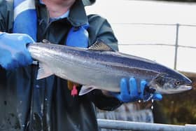 Adult salmon returned to river after one year at sea : More technology than ever before is now available to track its travels
