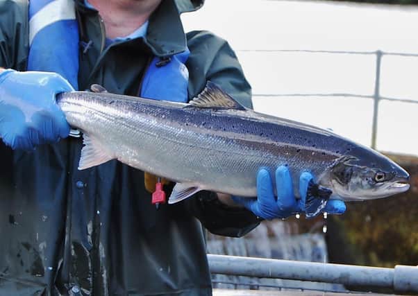 Adult salmon returned to river after one year at sea : More technology than ever before is now available to track its travels