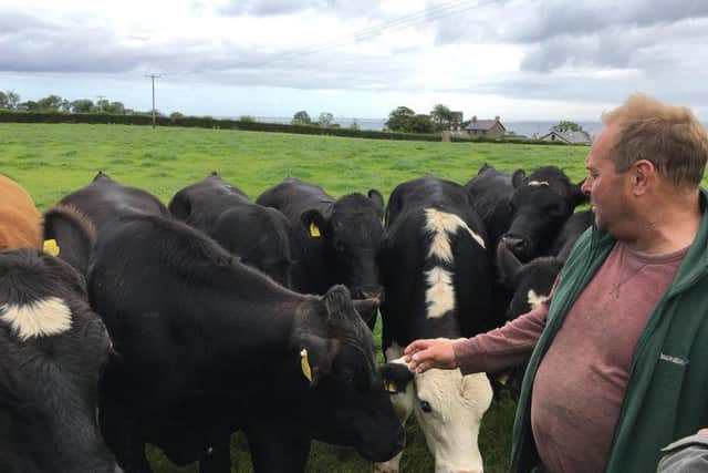 Ivan McMullan from Carnlough, Co Antrim finds the dairy bred beef stock a delight to work with, making inspection and husbandry tasks associated with stock a delight to undertake, instead of being a necessary chore.