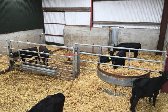 Typical Aberdeen Angus and Limousin dairy bull calves sourced from local dairy farms, which will be finished as steers at 22-24 months on Ivan McMullan’s farm overlooking Carnlough, Co Antrim.