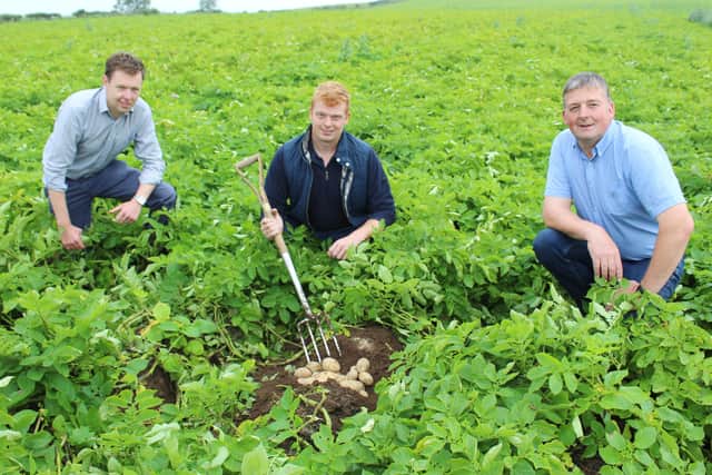 Inspecting a crop of Cultra potatoes near Rathfriland in Co Down earlier this week, left to right : Wilson’s Country agronomist Stuart Meredith in the company of growers Jonny Moore and his father Alistair. Weather permitting, the ‘spuds’ will be harvested at the end of September.
