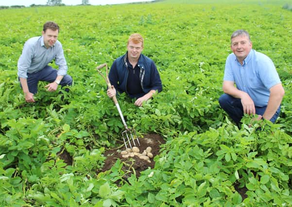 Inspecting a crop of Cultra potatoes near Rathfriland in Co Down earlier this week, left to right : Wilson’s Country agronomist Stuart Meredith in the company of growers Jonny Moore and his father Alistair. Weather permitting, the ‘spuds’ will be harvested at the end of September.