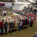 Charollais rams selling in Dungannon Market under new covid restrictions