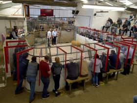 Charollais rams selling in Dungannon Market under new covid restrictions