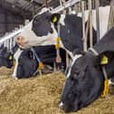 Using low DCAB forages and anionic salts help control milk fever and associated complications