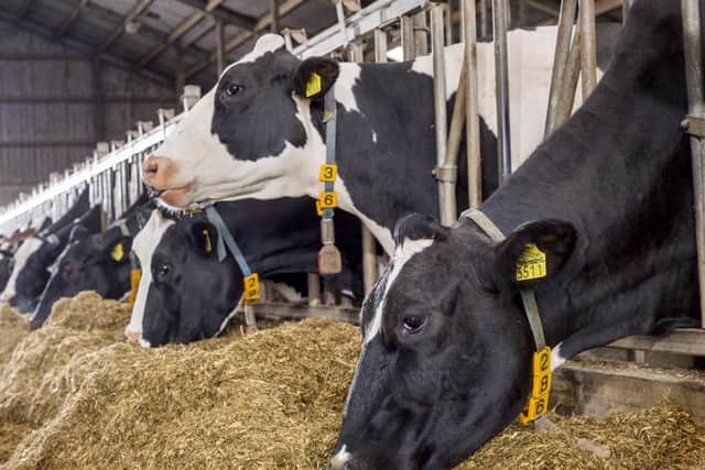 Using low DCAB forages and anionic salts help control milk fever and associated complications