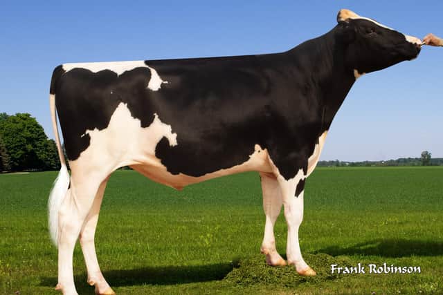 Genosource Captain - top genomic bull ranked on £PLI.