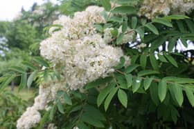 The rowan or mountain ash has a variety of uses on the farm and is a haven for wildlife.