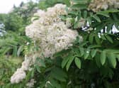 The rowan or mountain ash has a variety of uses on the farm and is a haven for wildlife.