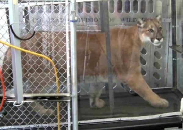 Mountain lion on treadmill during the research. Credit:Terrie Williams